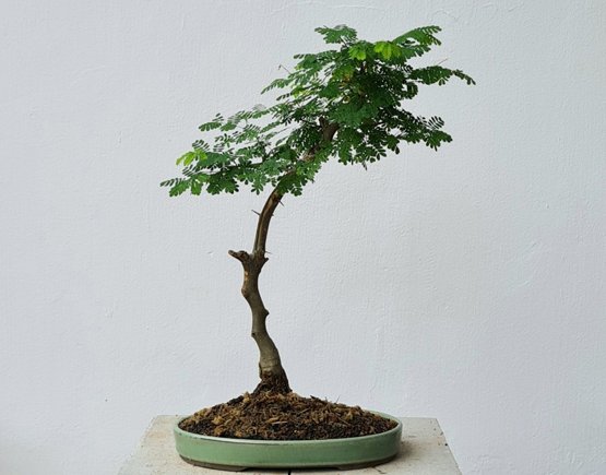 Brazylian Rain Tree Leguminosae